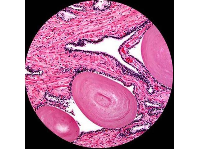 40X-400X Cordless LED Compound Microscope Q457