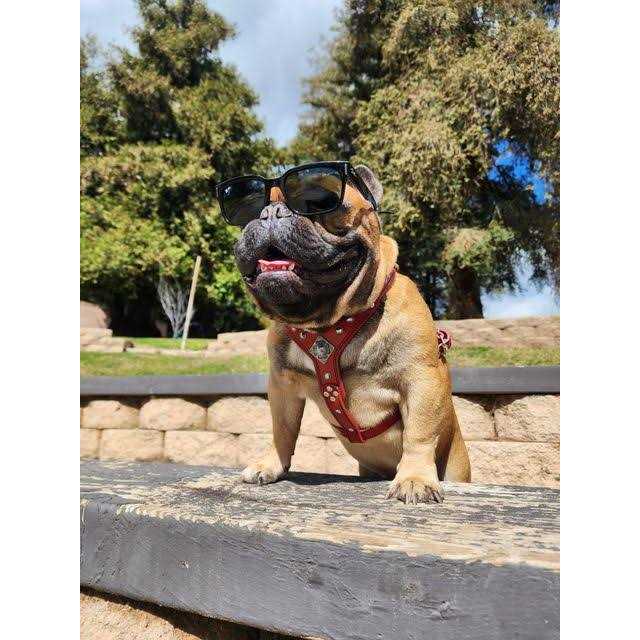 Dog Leather Harness A69546