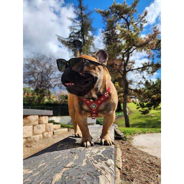 Dog Leather Harness A69546