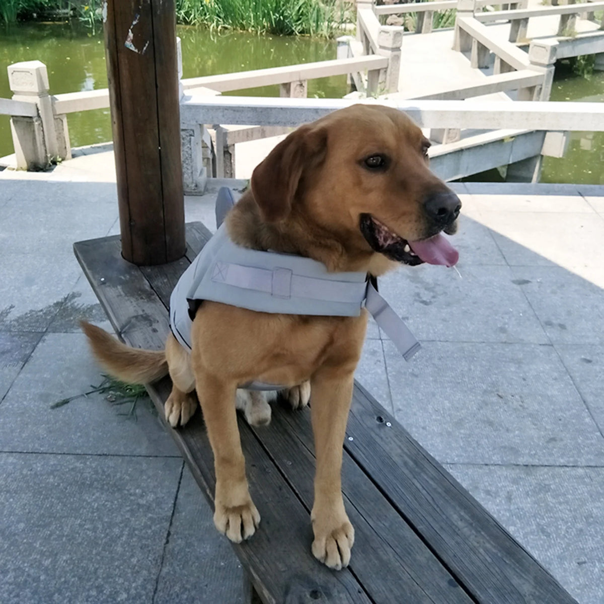 Dog Pet Shark Swimsuit Vest Safety Wear T283