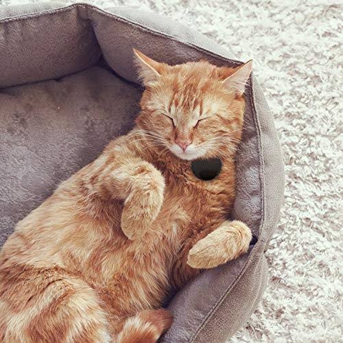 Pet Collar Locator Tag C78852