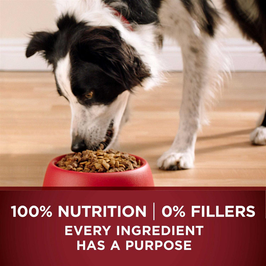 Dry Dog Food H31876