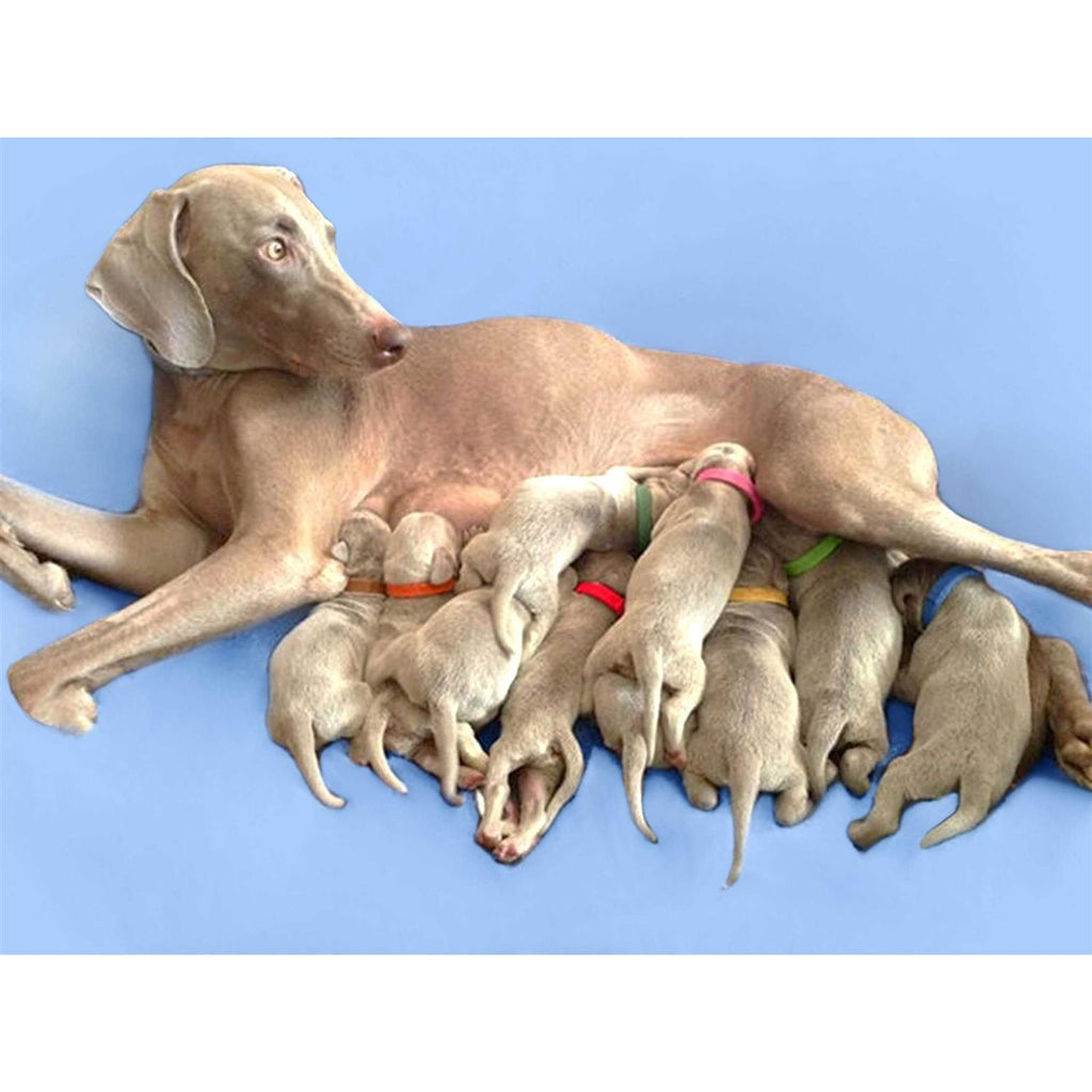 Puppy ID Bands U9994