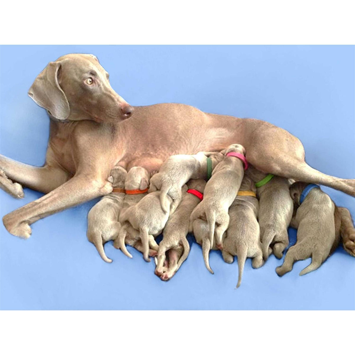 Puppy ID Bands U9994